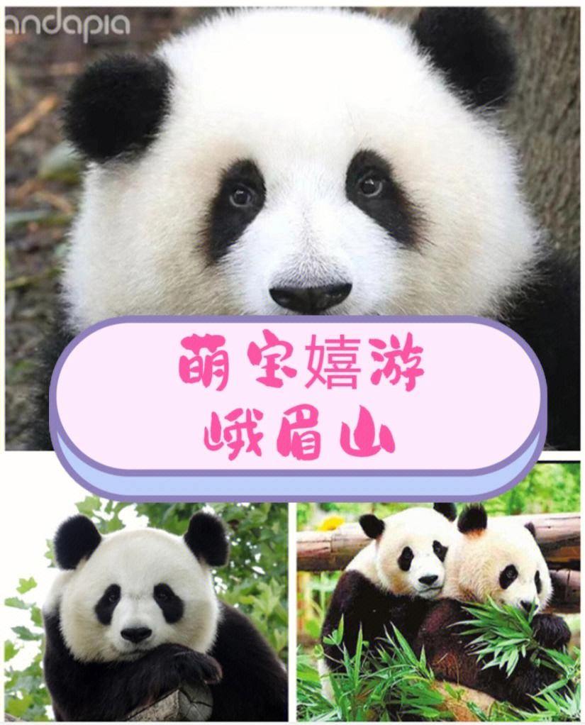 关于四川熊猫队实力不容小觑，能否取得更好成绩？的信息